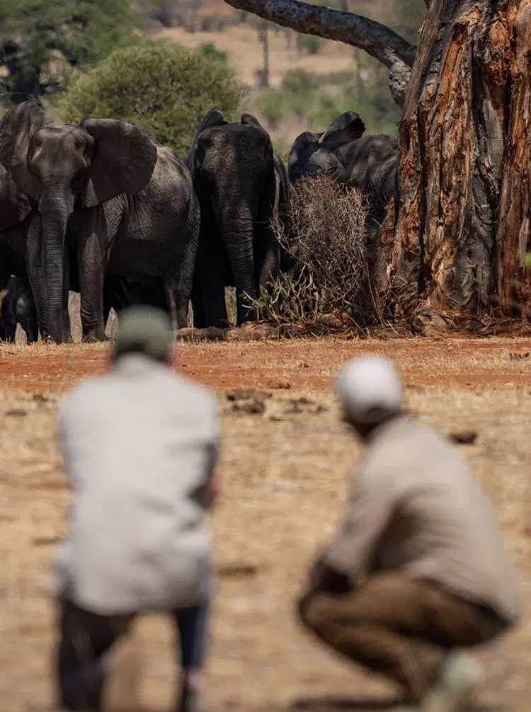 Walking Safari Ruaha