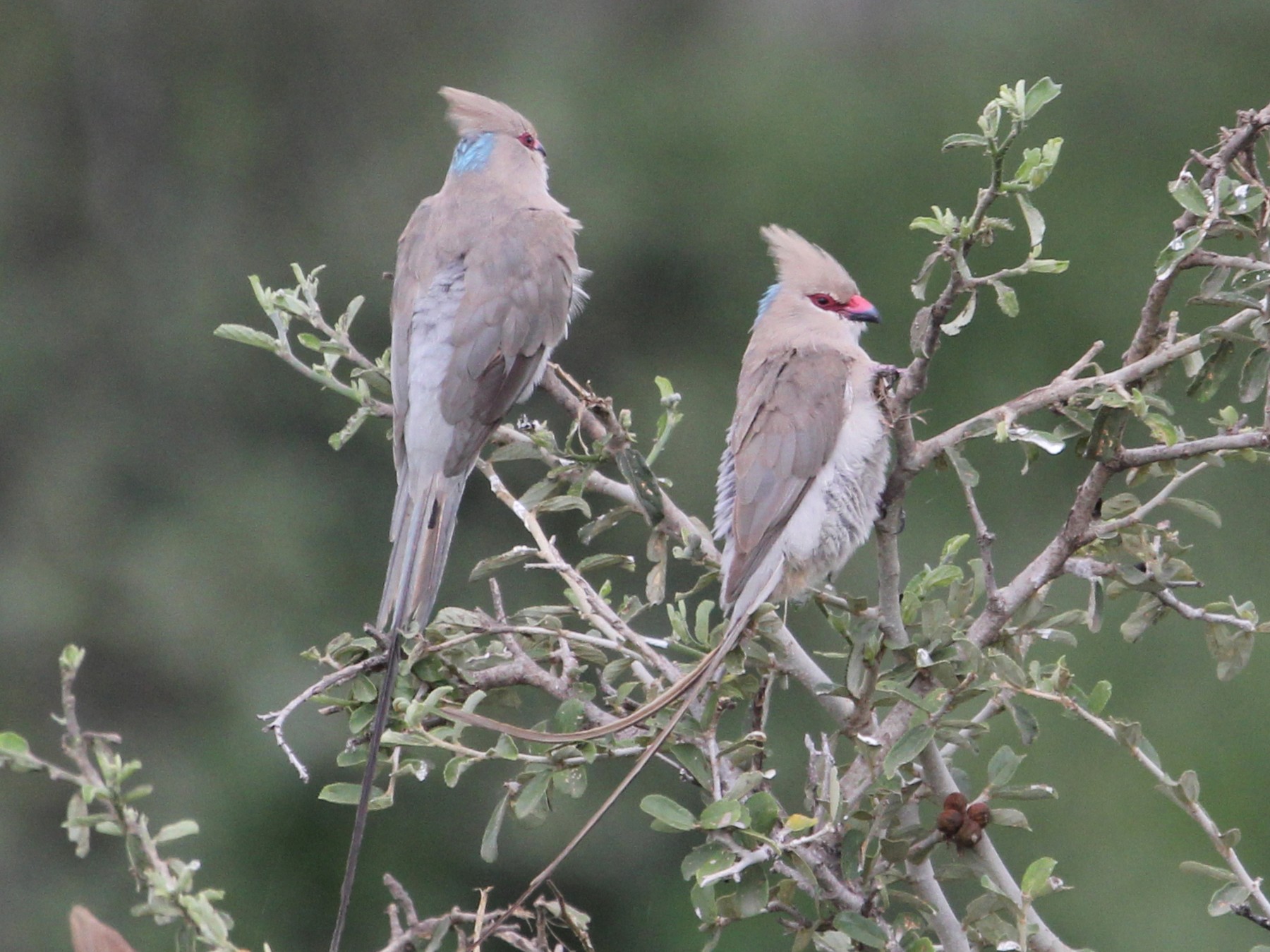 Birdwatching Ruaha