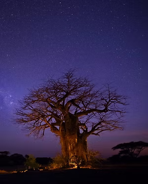 Night Game Drives Ruaha