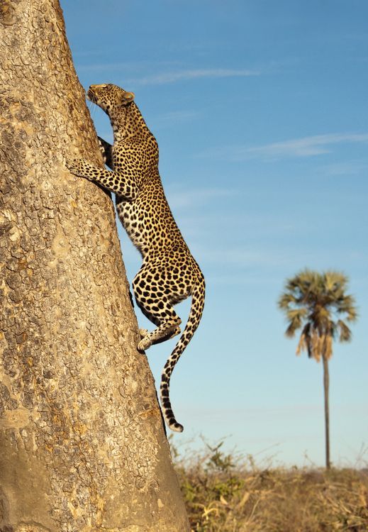 Ruaha wildlife