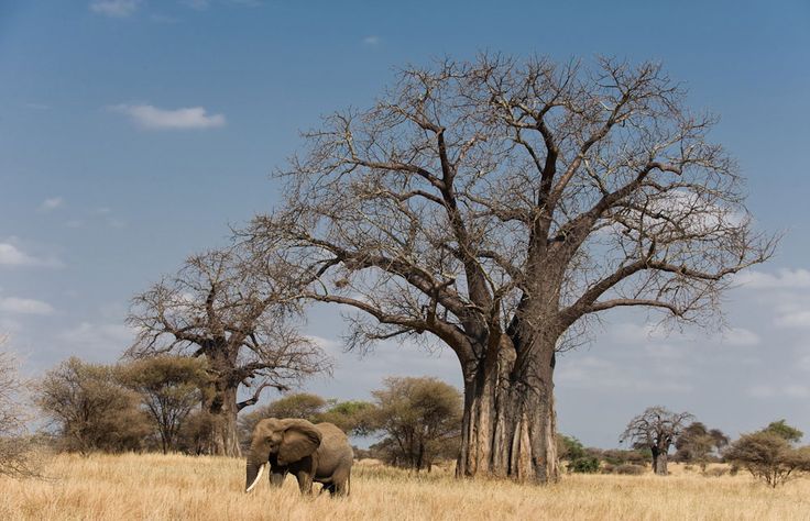 Tarangire River Game Viewing