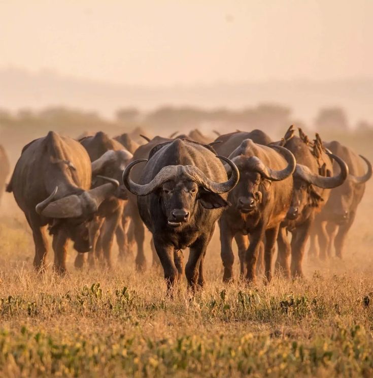Ruaha