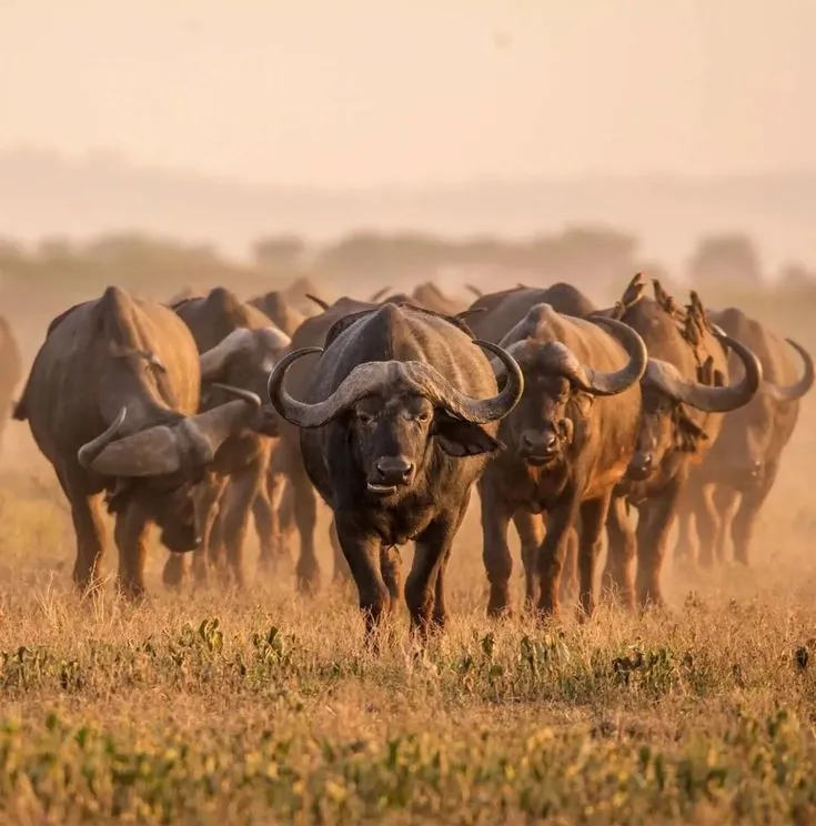 Ruaha