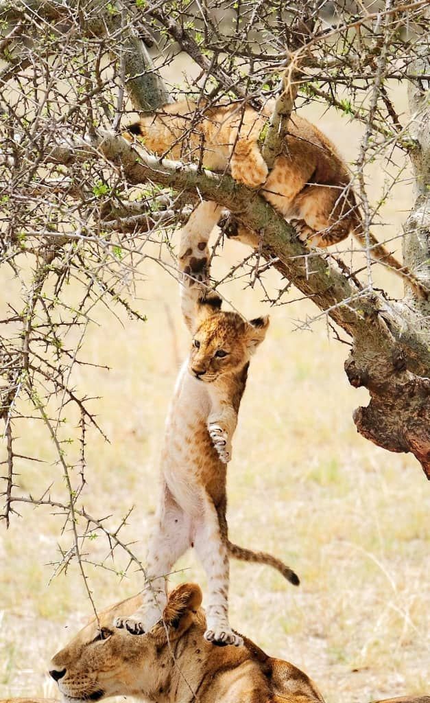 Serengeti