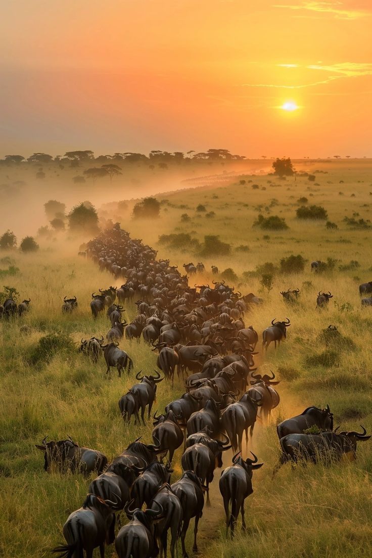 Serengeti plains at first light