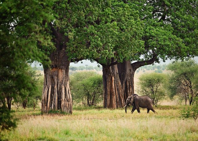 Serengeti