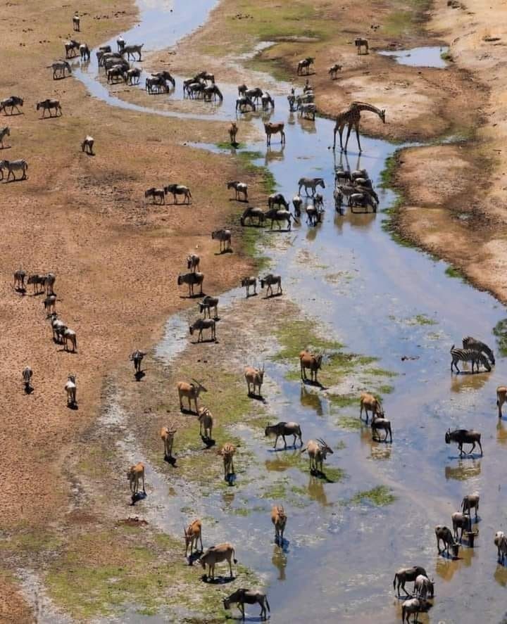 Serengeti
