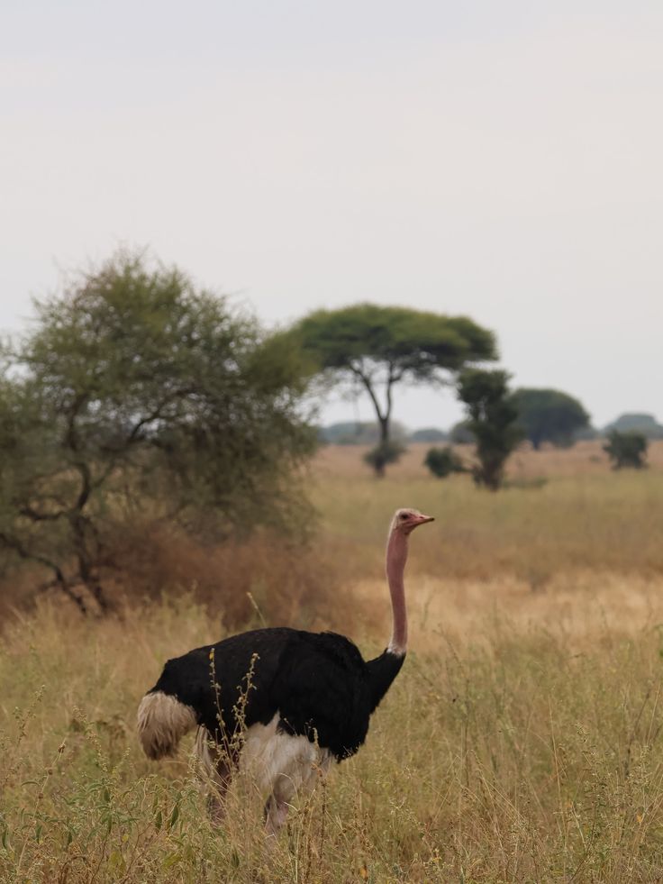 Serengeti
