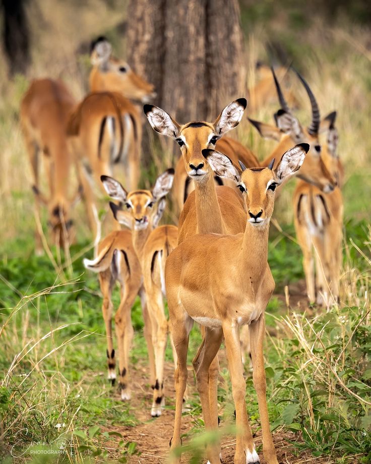 Serengeti