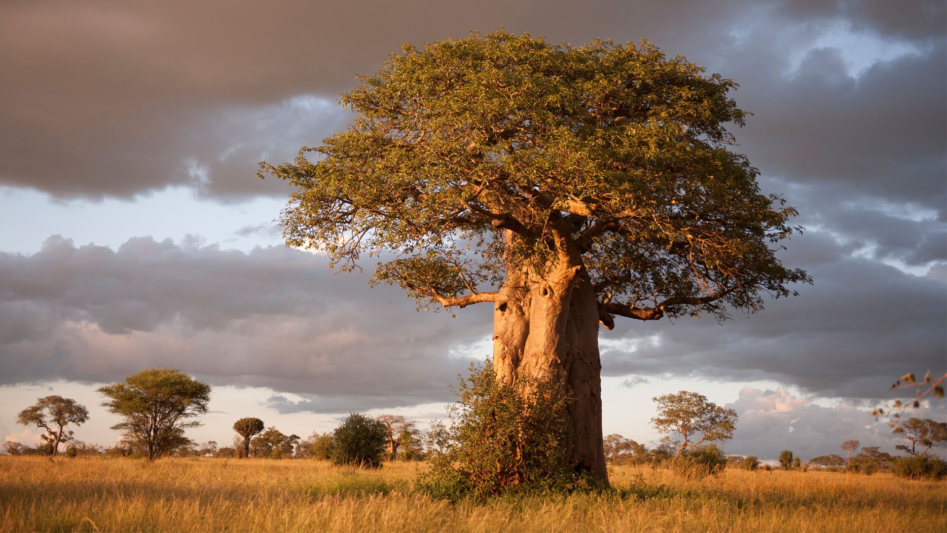 Golden hour Serengeti