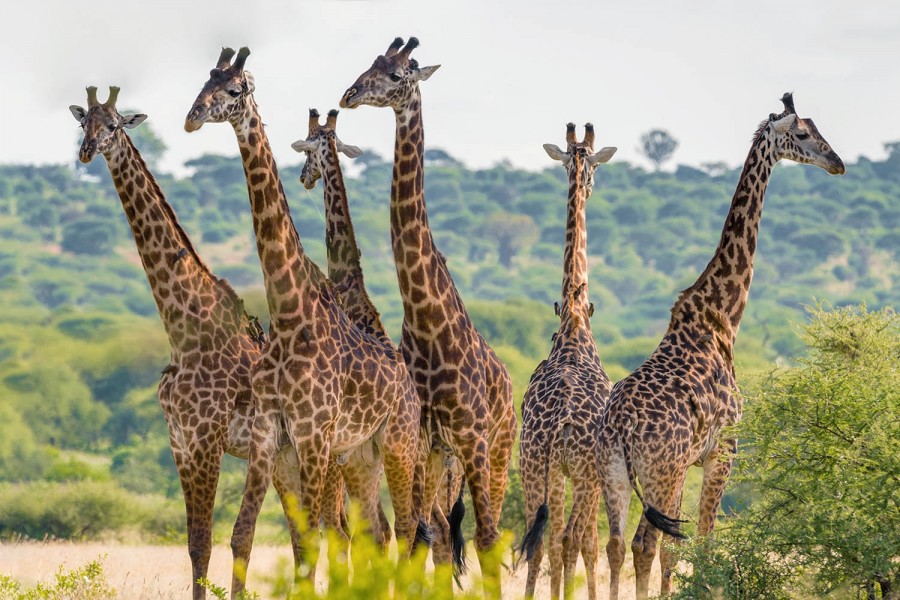 African wildlife