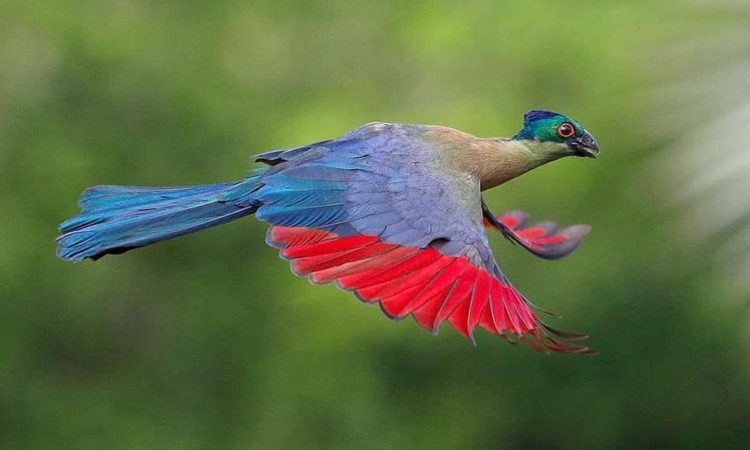 Bird Watching Paradise