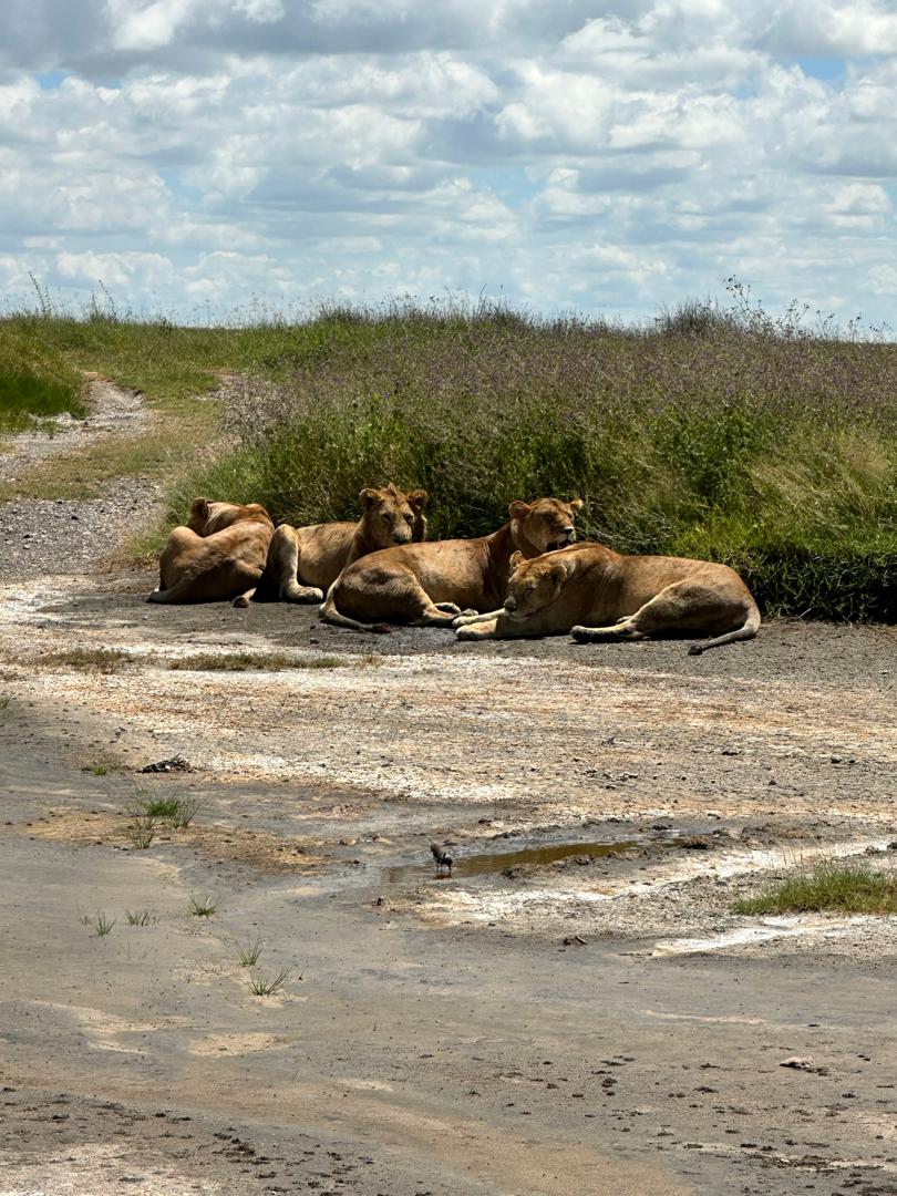 Serengeti plains