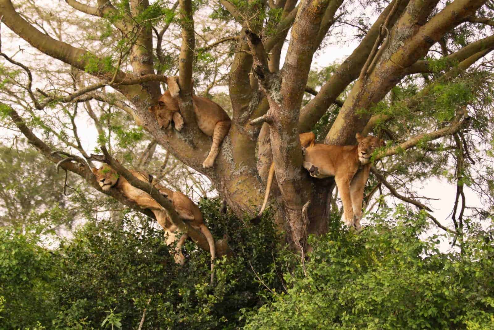 Tree-Climbing Lions