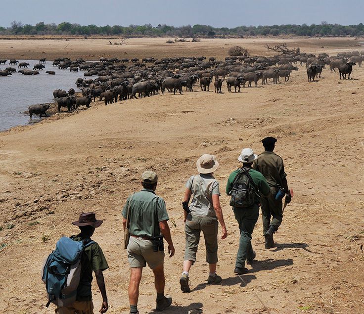 Guided Walking Safari