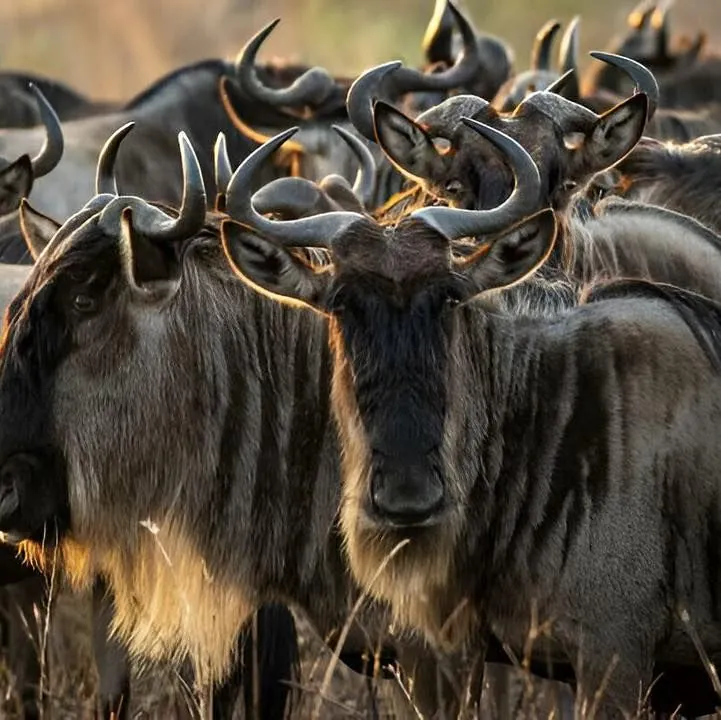 Migration wildebeest near camp